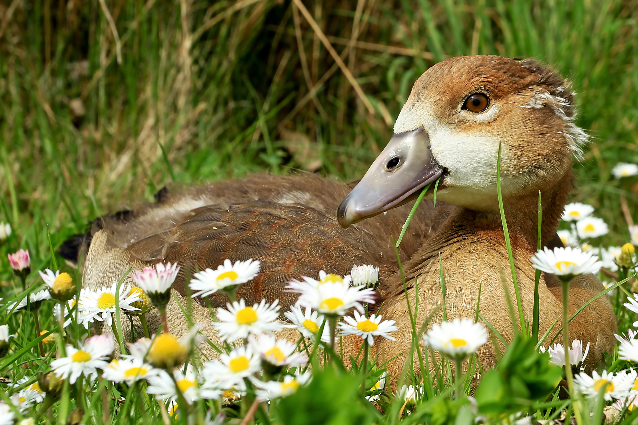 Junge Nil-Gans (Blumenkind)